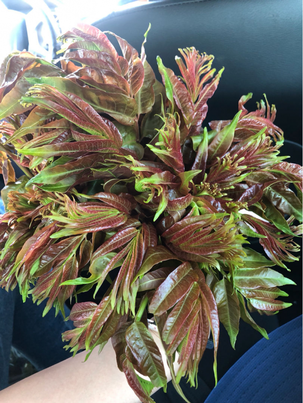 充滿家鄉味的8種野菜,每次回老家,老媽都端一盆上桌蘸醬 充滿家鄉味的8種野菜,每次回老家,老媽都端一盆上桌蘸醬