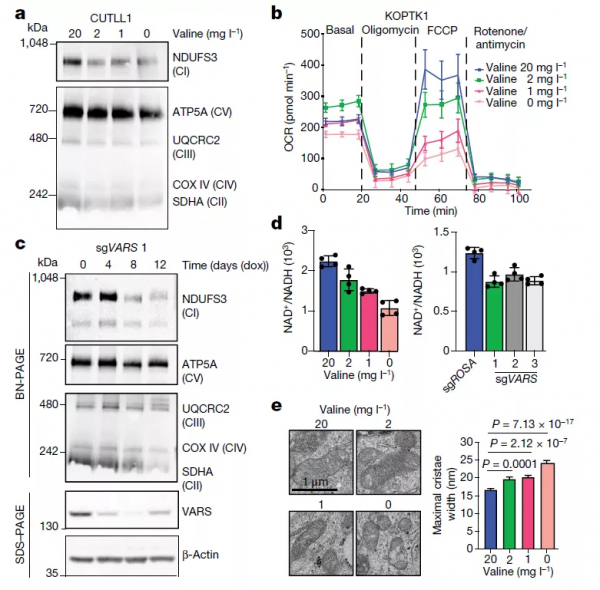 Nature：降低纈氨酸攝入緩解T細胞急性淋巴細胞白血病