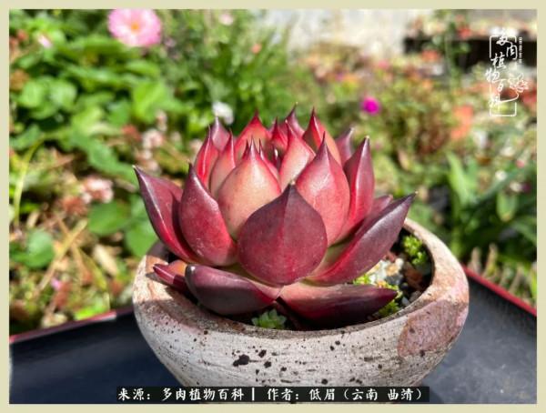 正是花好月圓時，再訪楊姐的屋頂花園