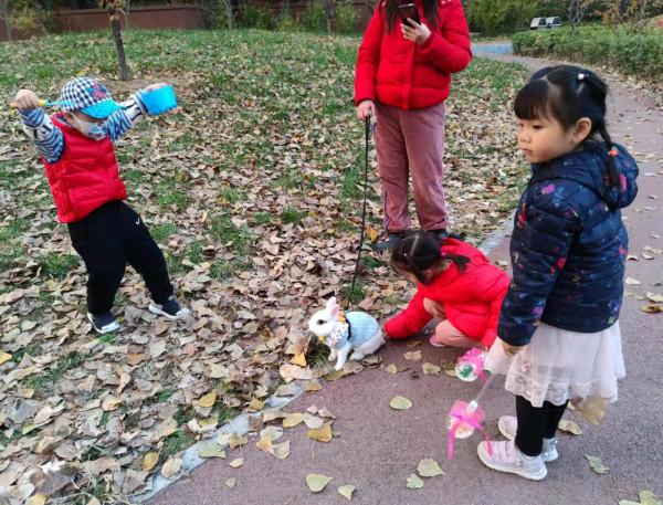 美目盼兮小精靈，疑為玉兔下凡間