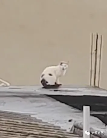 巴西一女士發現有“狗頭”在屋頂上，以為是誰那麼殘忍，是隻活貓