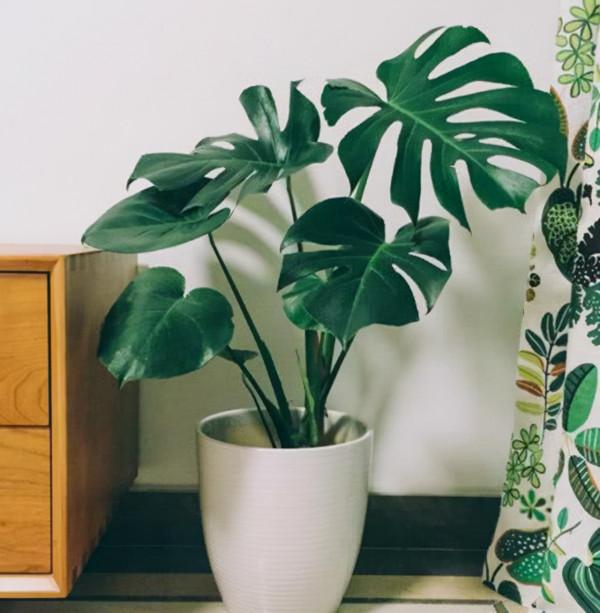 公認的12種吉祥花，適合10月養，一帆風順，紅紅火火，又美又實用