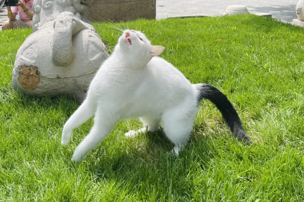 逗貓棒?都快把貓玩成花啦 逗貓棒?都快把貓玩成花啦