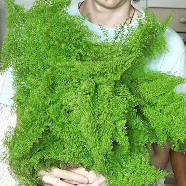 衛生間裡養盆蕨,淨化空氣,滿眼綠意 衛生間裡養盆蕨,淨化空氣,滿眼綠意