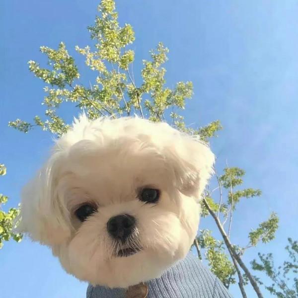 可愛搞怪萌寵小狗頭像 奇奇怪怪