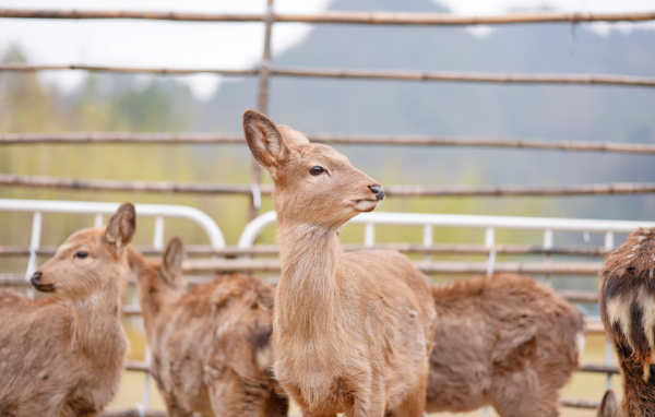 多圖預警｜鹿島公園&amp;趣玩萌寵節今日盛大開放