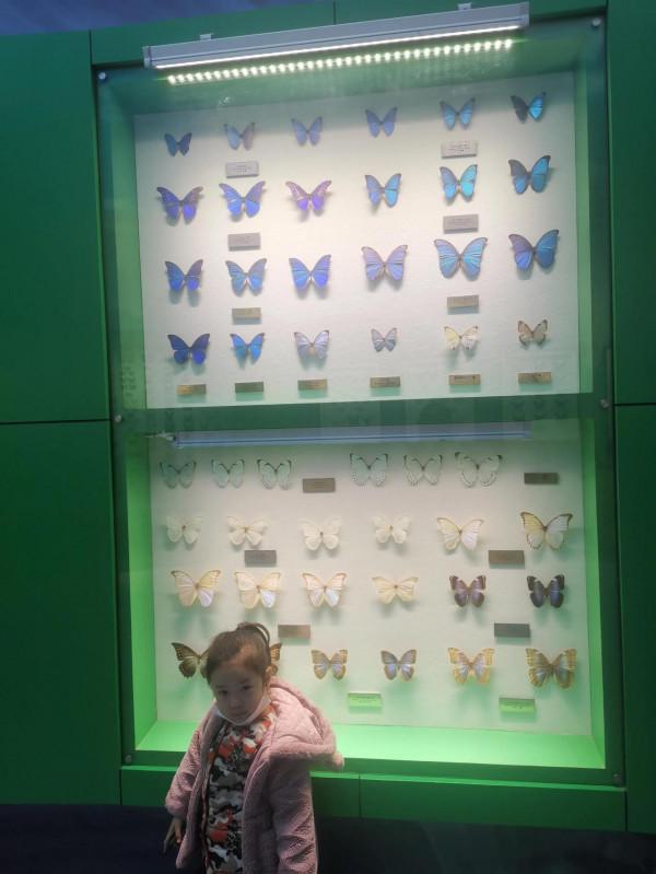 深秋的蝴蝶 深秋的蝴蝶