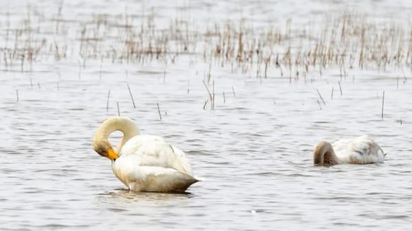 水鏡波光鴻影飛——阿旗沙壩天鵝掠影 水鏡波光鴻影飛——阿旗沙壩天鵝掠影
