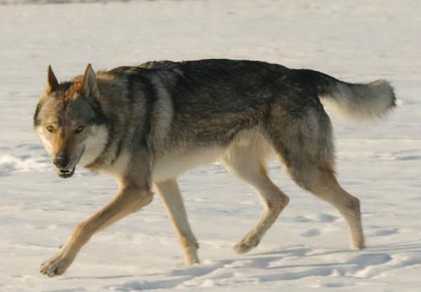 如果這些狗“隨你挑”，你會選哪隻帶回家？