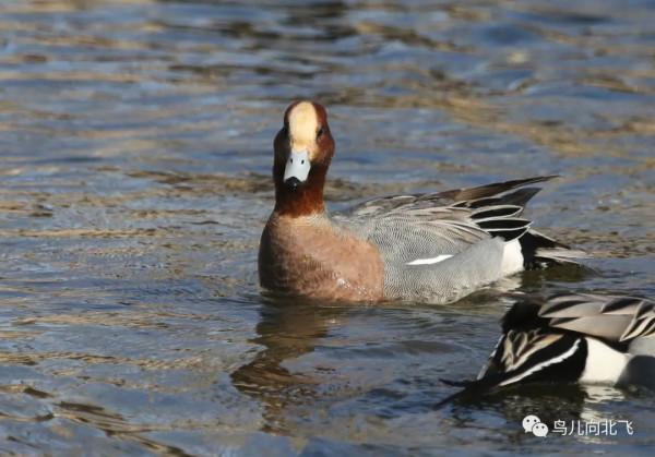 觀鳥之樂，就在於看鳥之樂