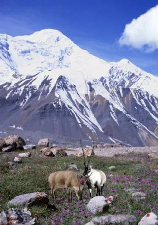 藏羚羊，好可愛