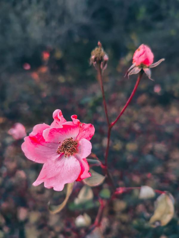 華為P50對比摩托羅拉edge s pro，攝影精選