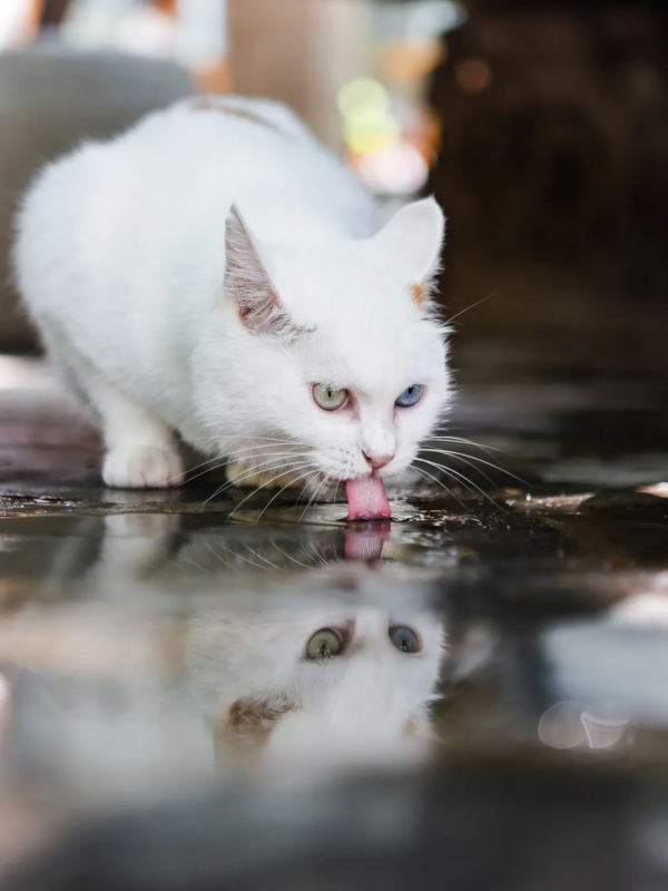 我 · 美食博主 · 觀復煎蛋