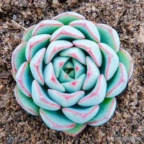 分享——石蓮花