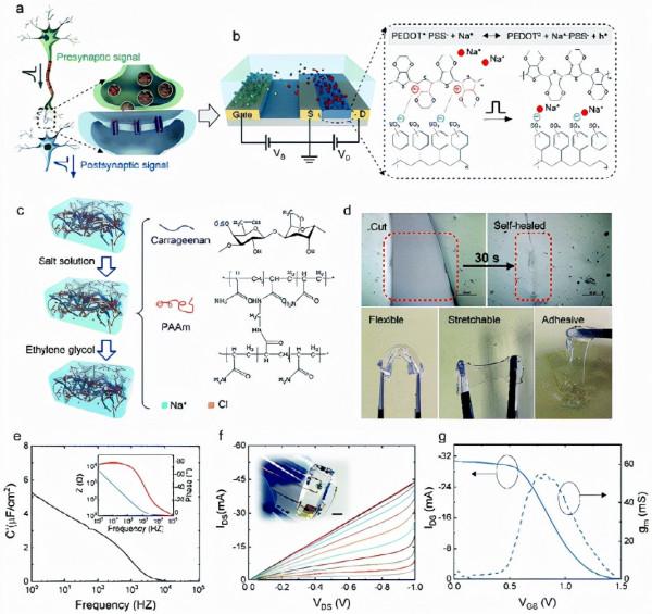 耐久/耐溫/穩健雙網路水凝膠有機電化學電晶體用於神經形態電路