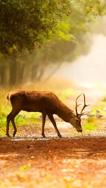 分享圖片 梅花鹿 可愛呆萌 堅強勇敢