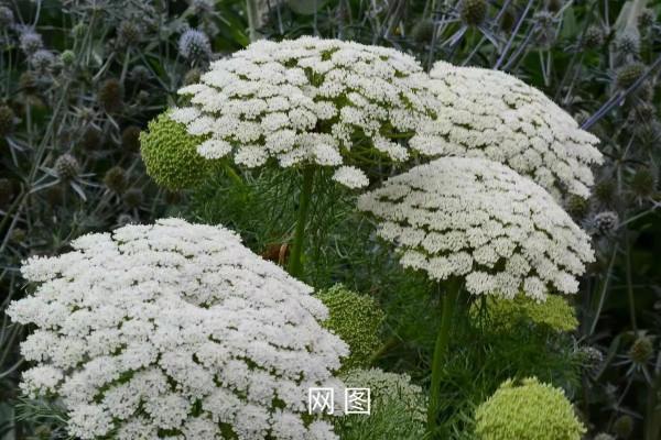 花草種植記錄2022年