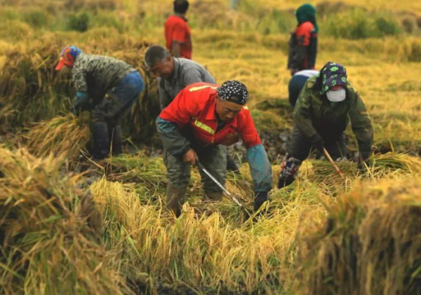 人民日報點贊阿里後，京東劉強東也沒讓人失望