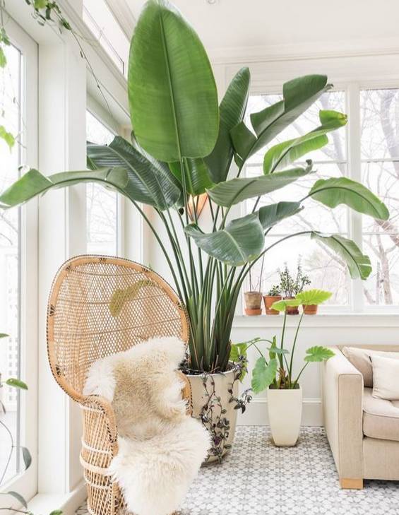 客廳想養“大盆栽”,建議從這10種裡面選,格調高寓意好,還養人 客廳想養“大盆栽”,建議從這10種裡面選,格調高寓意好,還養人