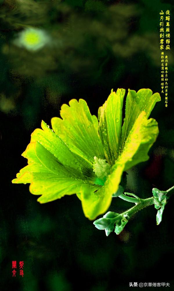 甲夫原創/友情鱗鴻：忌偽貴真坦相待，澹交久長靈心通