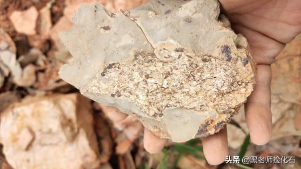 「化石探索」第9期：尋甸化石之旅（三）