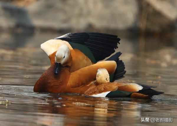 黃色的野鴨子——赤麻鴨