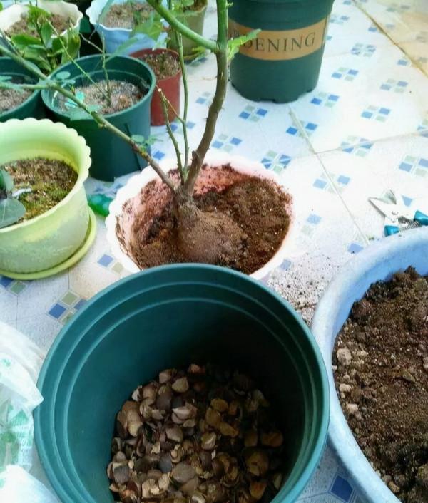 花盆裡加點“小廢物”，養花十年不換盆，根系舒服，開花更壯