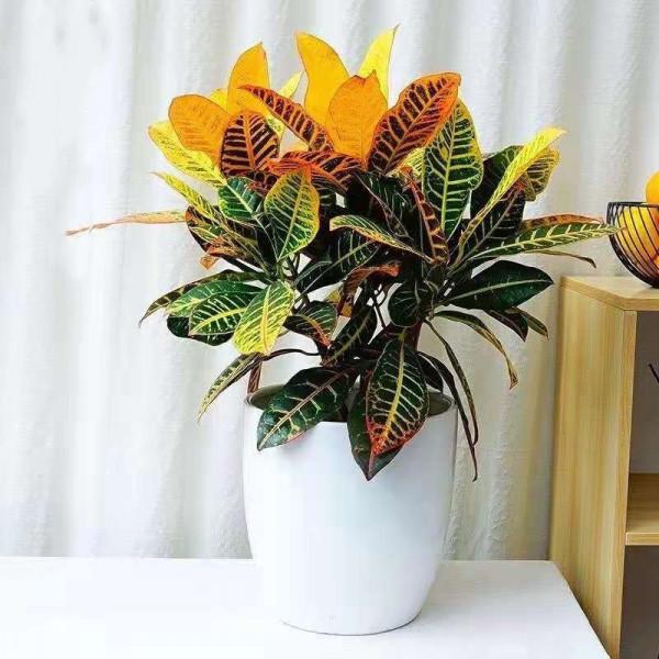 100種觀葉綠植,50種大型的,50種小型的,家裡沒有陽光也能養 100種觀葉綠植,50種大型的,50種小型的,家裡沒有陽光也能養