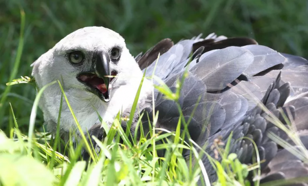 未解之謎：為什麼動物們不愛拍正臉？