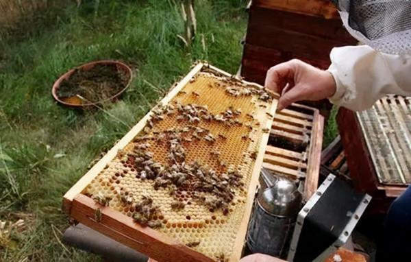 喜馬拉雅山採蜜人:蜂蜜每公斤3500美元也不賣,特供給尼泊爾皇室 喜馬拉雅山採蜜人:蜂蜜每公斤3500美元也不賣,特供給尼泊爾皇室