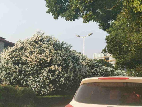 路邊的野花不要採：這4種路邊花，好看卻不可觸碰