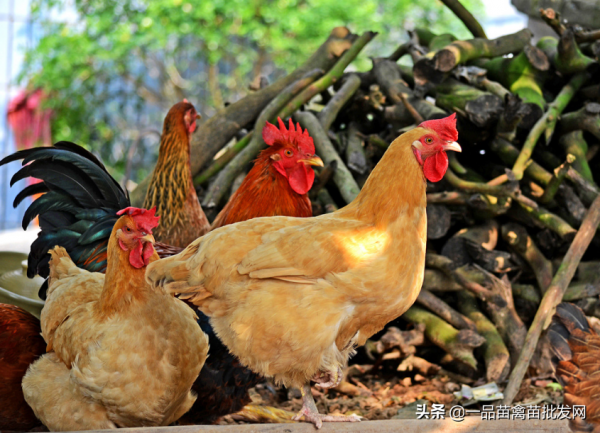 雞出欄前15天在飼料里加點這種“油”,雞增重快,羽毛光滑油亮 雞出欄前15天在飼料里加點這種“油”,雞增重快,羽毛光滑油亮