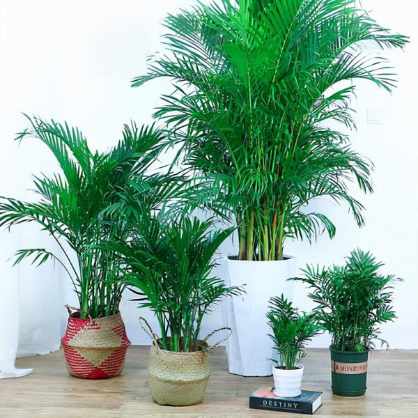 九大“健康花”,建議大家養一盆,乾淨漂亮又吉祥 九大“健康花”,建議大家養一盆,乾淨漂亮又吉祥