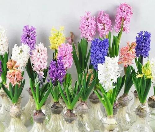 冬季養一盆風信子，學會養護方法和技巧，讓風信子如期開花