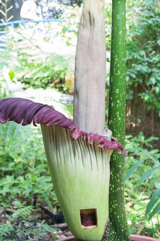 幾十年開花一次，花高三米，像一顆巨大的白菜，極其罕見