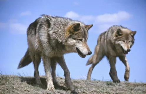 1973年白天，東北狼群突然包圍獸醫家，只因山上母狼難產