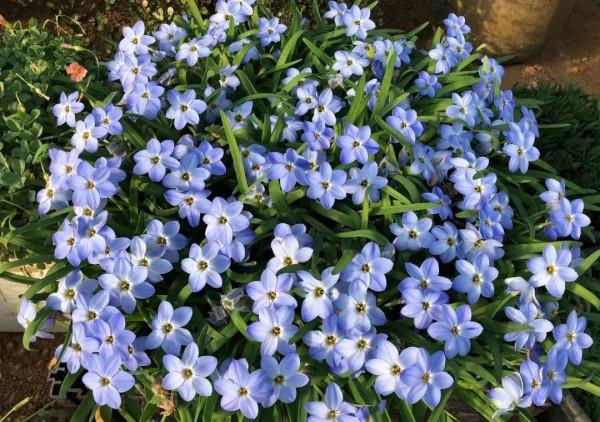 家裡養的“仙女花”,奶奶非說是芹菜,還薅一把想炒菜吃 家裡養的“仙女花”,奶奶非說是芹菜,還薅一把想炒菜吃