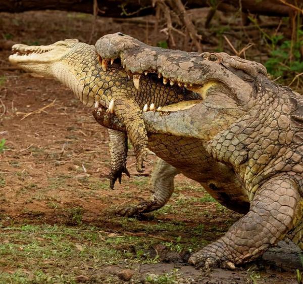 35張罕見的照片，鷹與2只烏鴉2只喜鵲“打群架”，喜鵲與烏鴉一夥