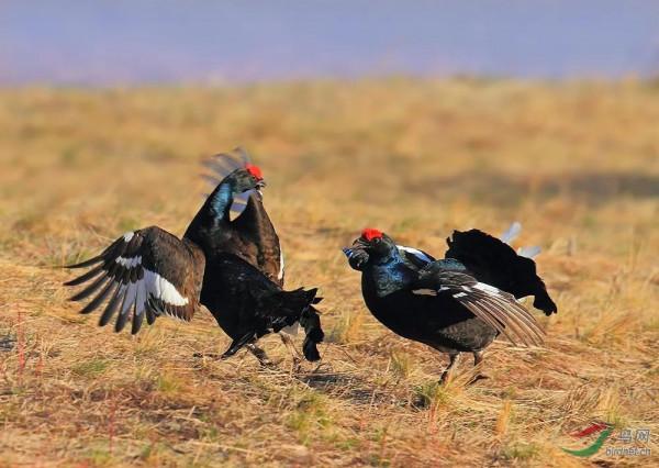 神奇的荒野（紀錄片）