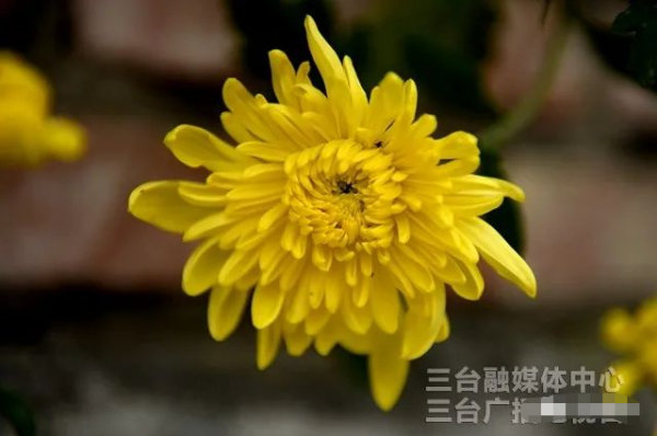 圖說梓州：秋日，菊花美