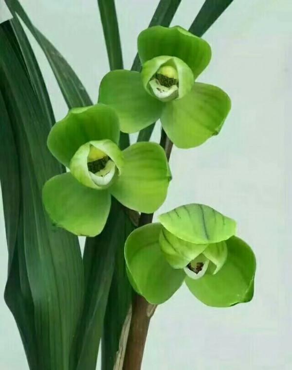 五年前，他拿三苗極品蘭花換了一件古董，後來經過鑑定居然是假貨