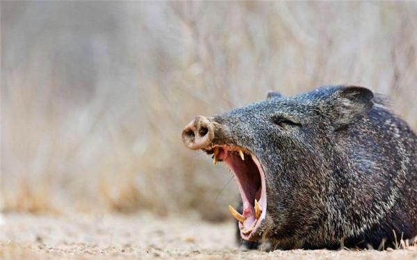 批覆了！河南信陽要對野豬“下狠手”，這次能把野豬“制服”嗎？