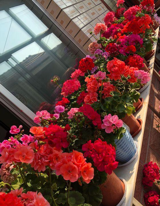 “不易死”的5種花，吉祥又大氣，少管“控水”才能開成大花球