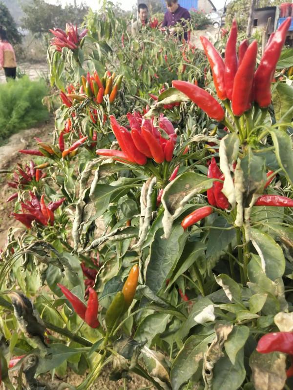 魯家峪的故事(2021－836)