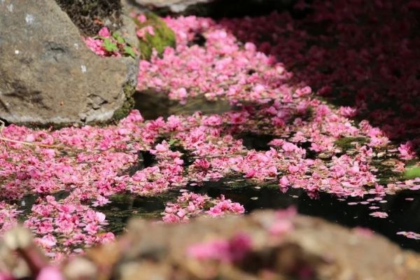 春來無事只為花忙，去麗江古城賞一城花事