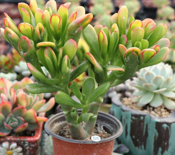 “吸財”多肉筒葉花月,該如何養好?牢記4點,輕鬆上色出狀態 “吸財”多肉筒葉花月,該如何養好?牢記4點,輕鬆上色出狀態