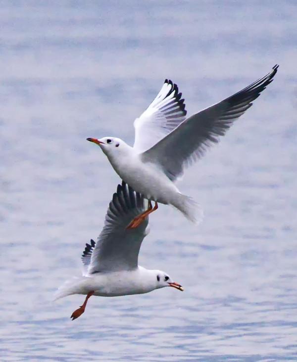 紅嘴鷗，一首生命的歌