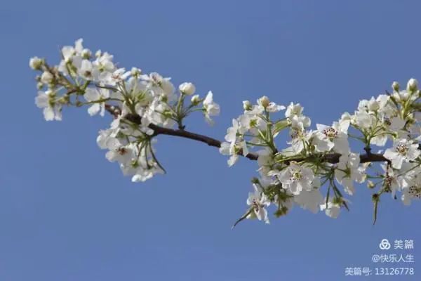 鐵兵遊記｜永定河畔萬畝梨花香雪海
