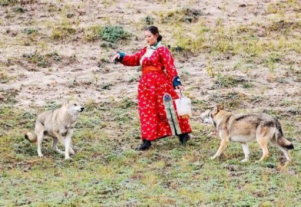 2016年，大嫂在新疆養狼，離疆時，狼群感恩追車相送