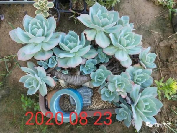 10年白鳳成長記錄